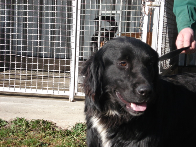 Tornado croisé setter noir de 2ans Tornad14