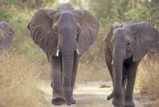 Le Zimbabwe veut la mort de ses éléphants ! Elepha10