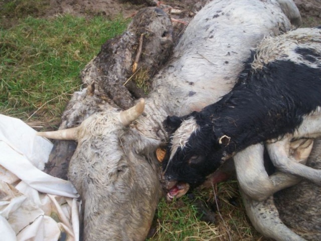 l'horreur dans une ferme à Hemptinne Ferme_11