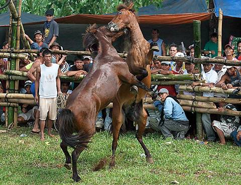 Les Combats de chevaux au Philippines Image016