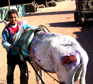 Appelle d’aide contre la cruauté animal en Egypte Imunas10