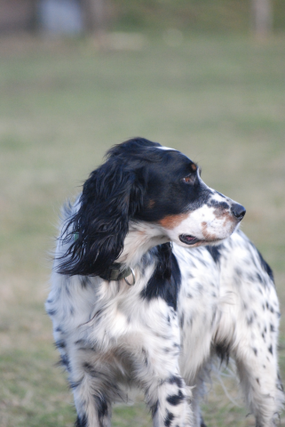 TITI (croisé setter / springer) - Page 8 Refuge35