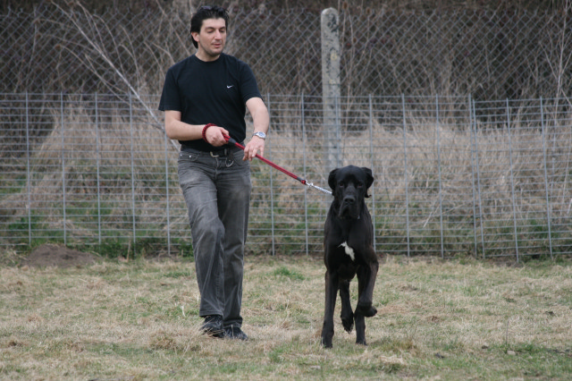 NORTON (Dogue allemand) Img_2834