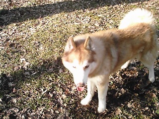 SAM (APOPHIS) - mâle husky 8 ans - SPA LUYNES Husky_10