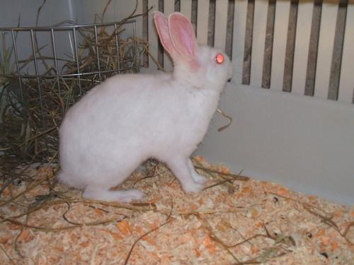 A adopter Lapin albinos Lapin10