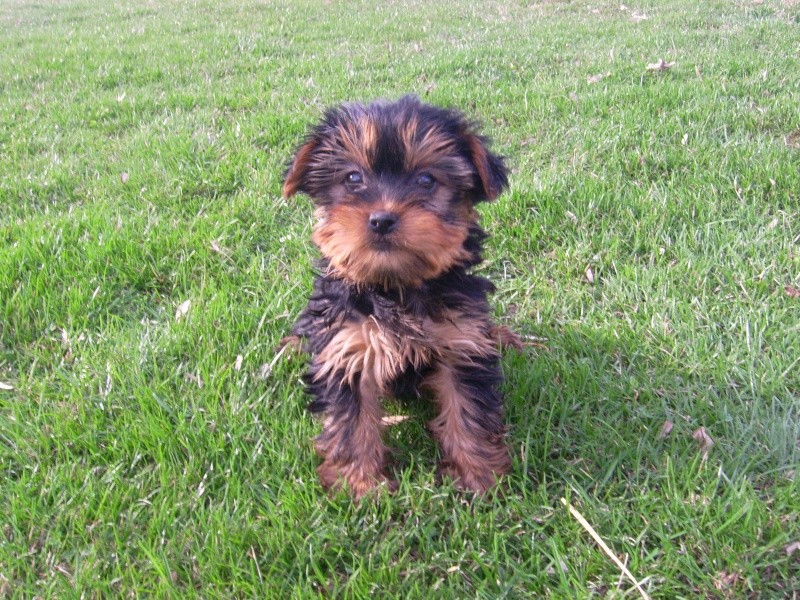 Yorkshire Terrier Yorksh10