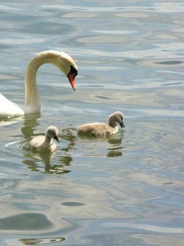 ma mre est dans le coma depuis mardi dernier Cygne810