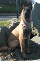 Caane de Karysha (malinois) - Page 8 Img_4230