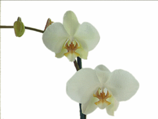 La Sophrologie Dynamique Orchid10