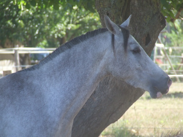 Pouliche arabe 5 ans pure espagnole - Page 3 Leska-11