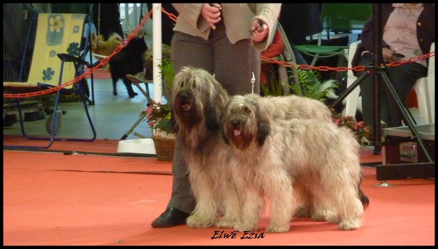 Paris Dog Show 2011 !! - Page 6 P1000511