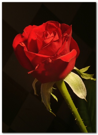 La Rose de l'Espérance Rose10