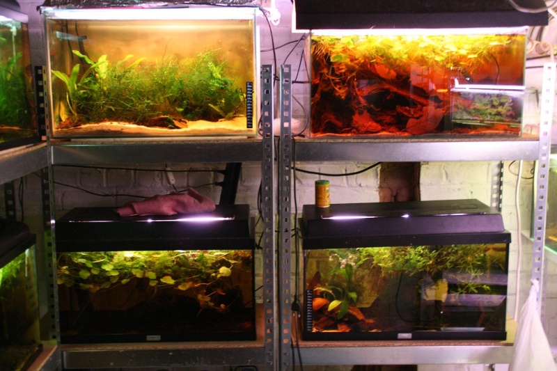 mes aquariums... - Page 11 01313