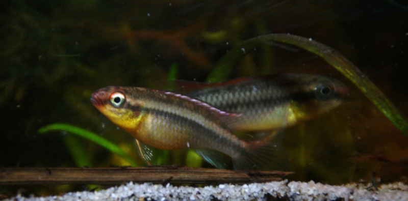 Congochromis dimidiatus 09012