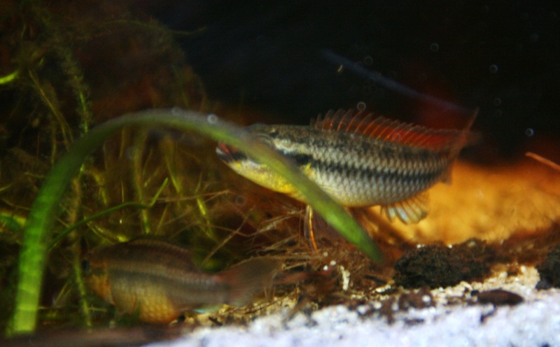 Congochromis dimidiatus 10511