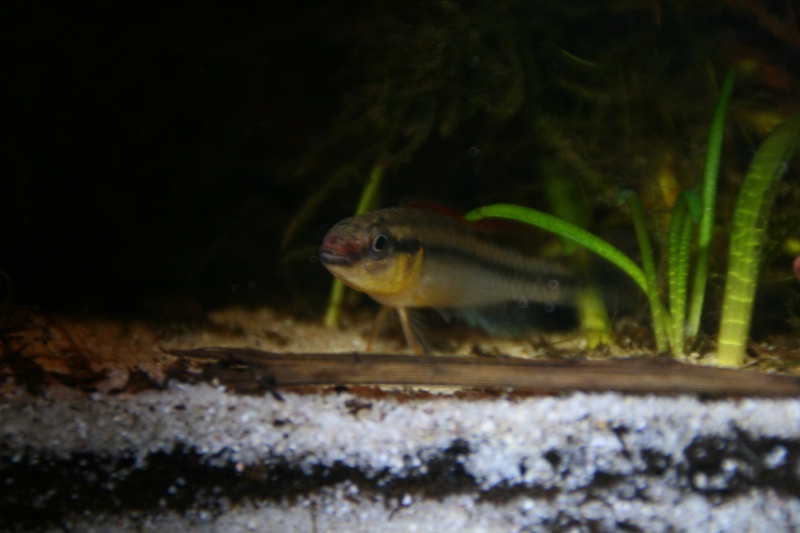 Congochromis dimidiatus 14711