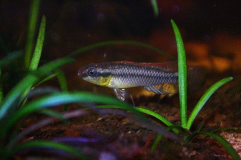 Congochromis dimidiatus 22410