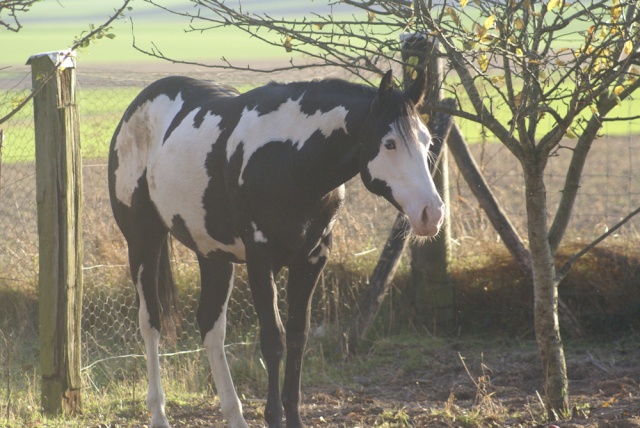 Mes chevaux... Dsc03011