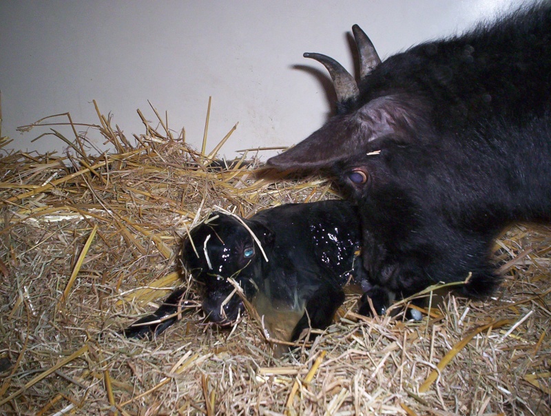 la naissance de Zorro en live et léger différé Photo_75