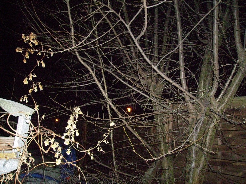 promenade au clair de lune Photo103