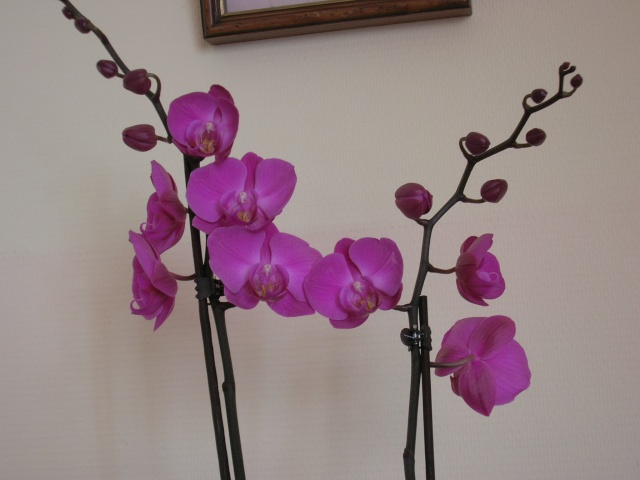 les orchides Dscn6216