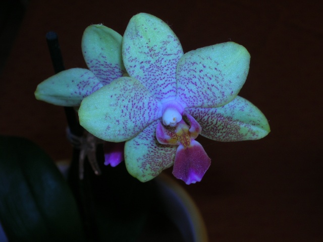 les orchides Dscn6219