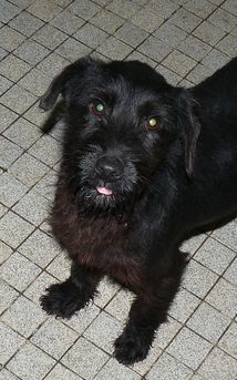 86 79 49 37 - chiot male et femelle griffon korthal 4 mois Kor310