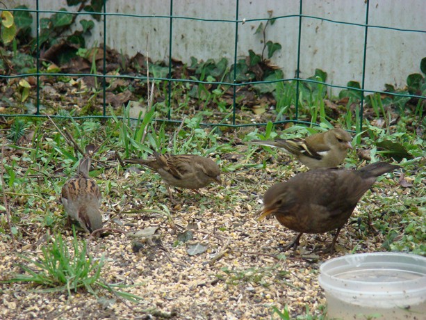 oiseaux de mon jardin , Dsc00311