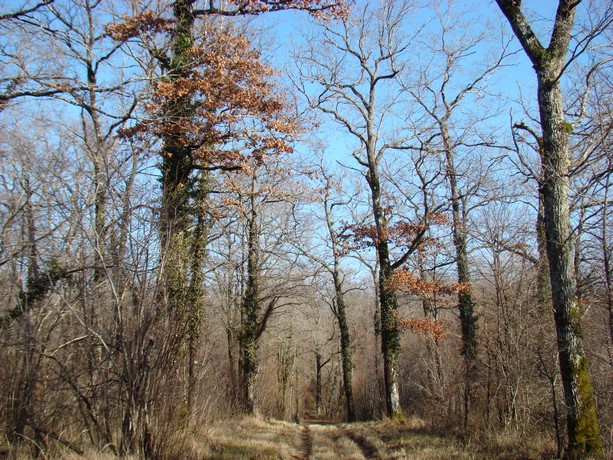 forêt aujourdhui Dsc00426