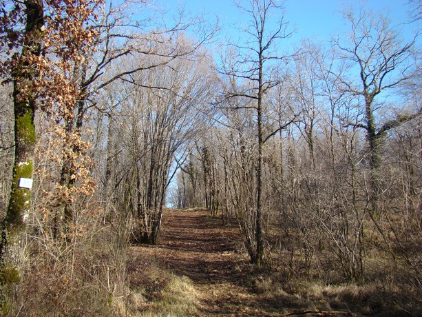 forêt aujourdhui Dsc00517