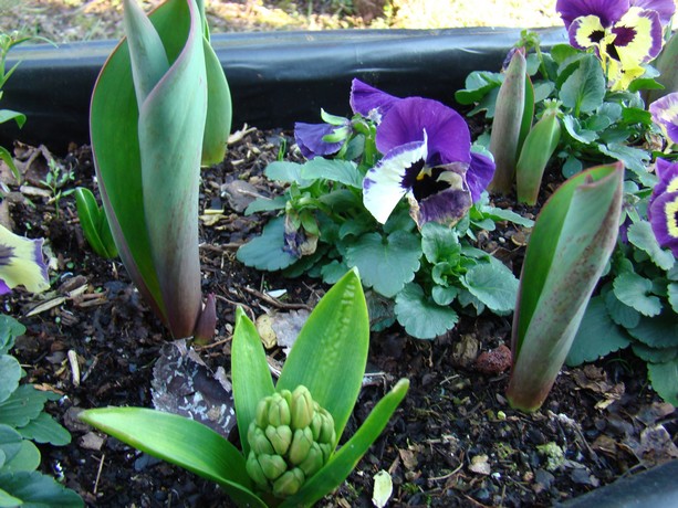 les fleurs au jardin Dsc01717