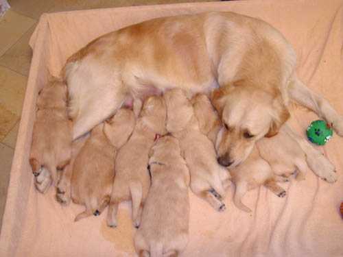 Donne chiots labrador Pic11410