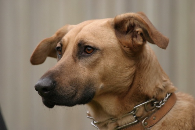 Urgent pour Max croisé lab/malinois mâle castré de 2 ans Max811