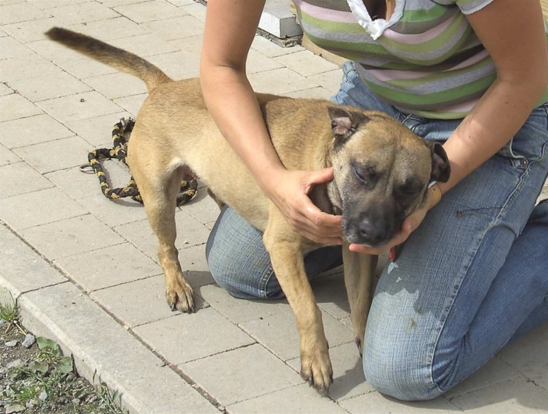 Tex, petit crois staff, mle, 5 ans au Beaussart. B06_1010