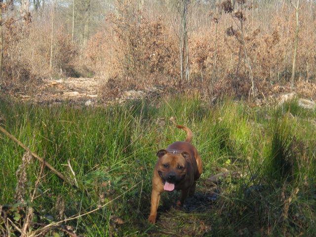 ACTION MAN (dit kenzo) DE KARYSHA (staffie) - Page 8 Img_0720