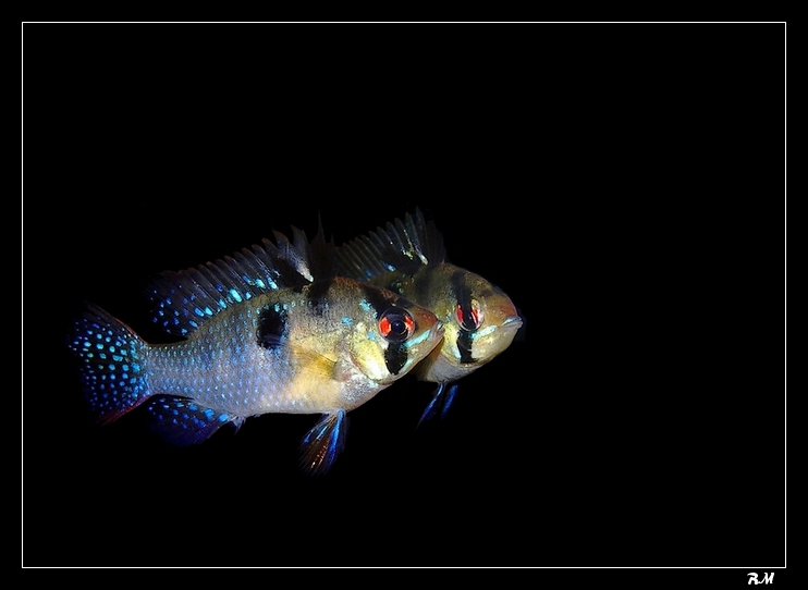 ST Valentin sous le signe des poissons Parade10