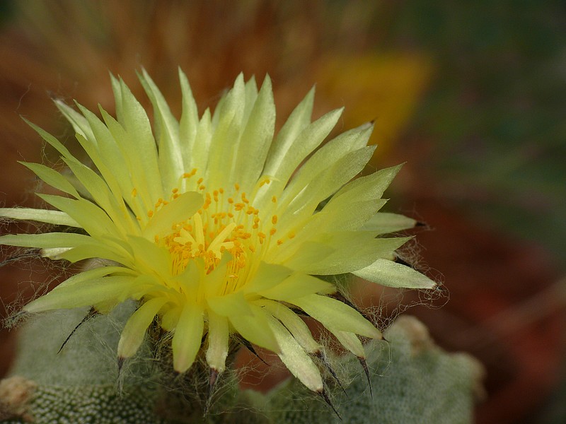 Floraison cactus P1270310