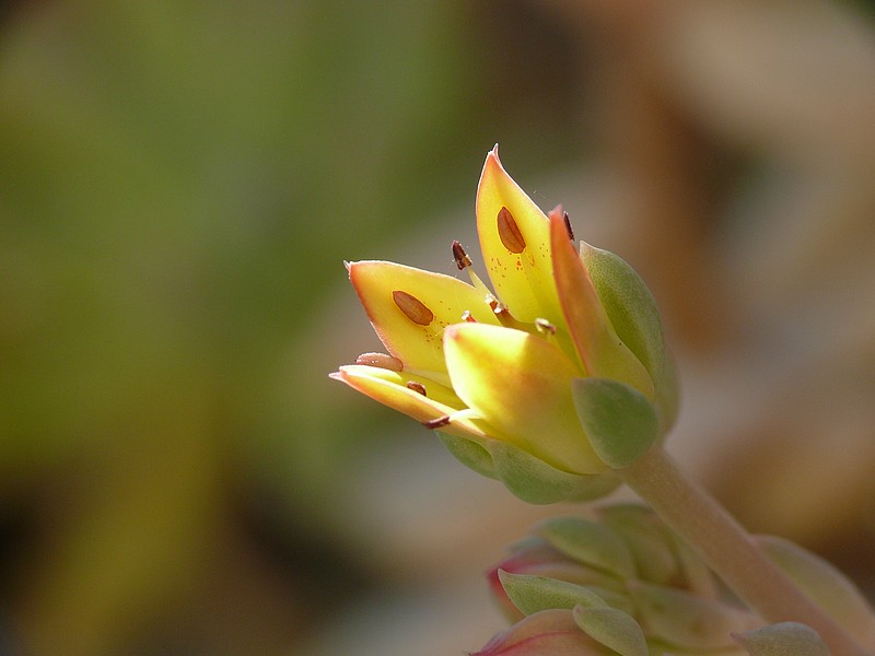 Floraison cactus P1270311