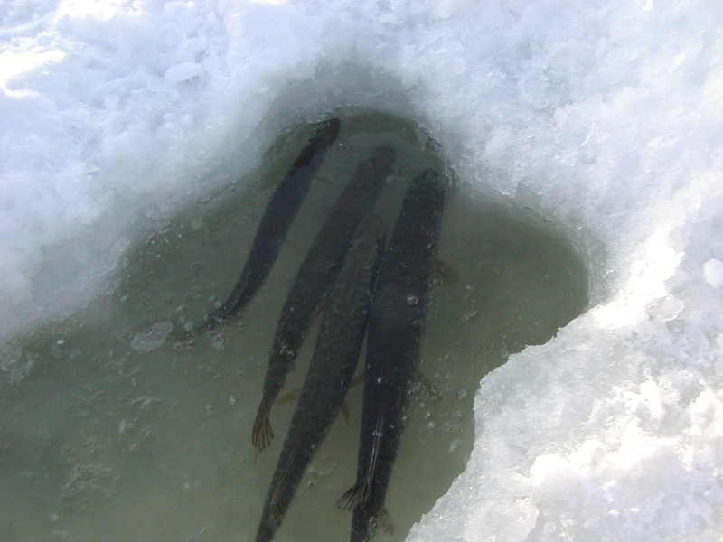 Pêche blanche 2007-2008 sur la rivière des milles-îles Photo_10