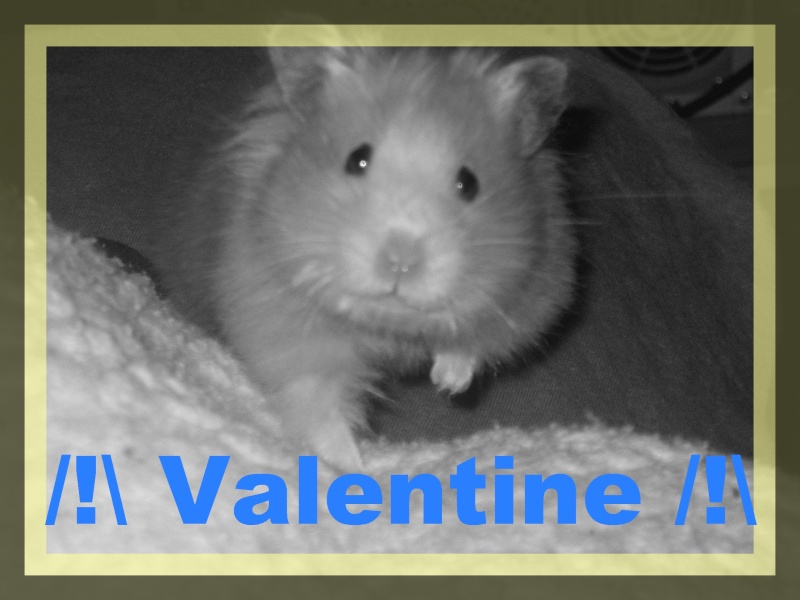 Valentine ! (Liloue) Valouc10