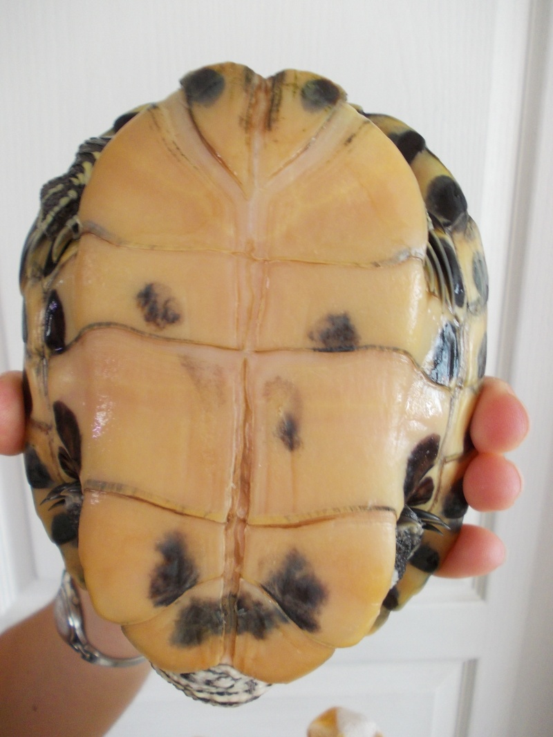 Quel est l'espèce de ma tortue ? Dscn0817