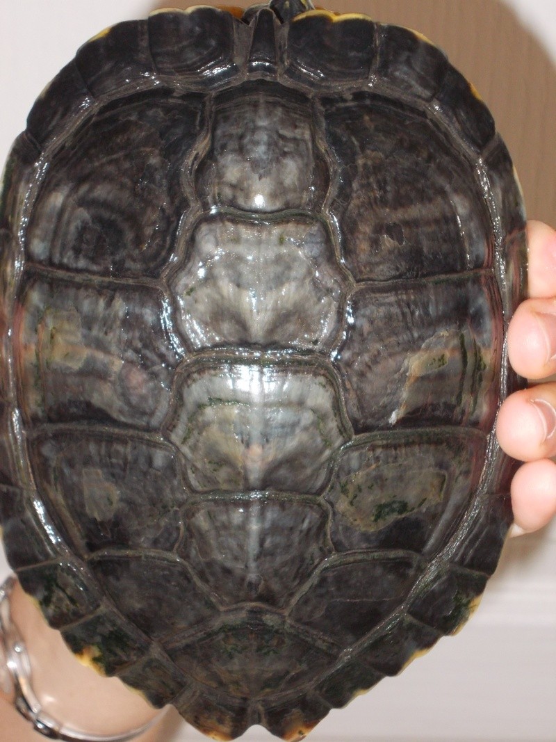 Quel est l'espèce de ma tortue ? Dscn0819