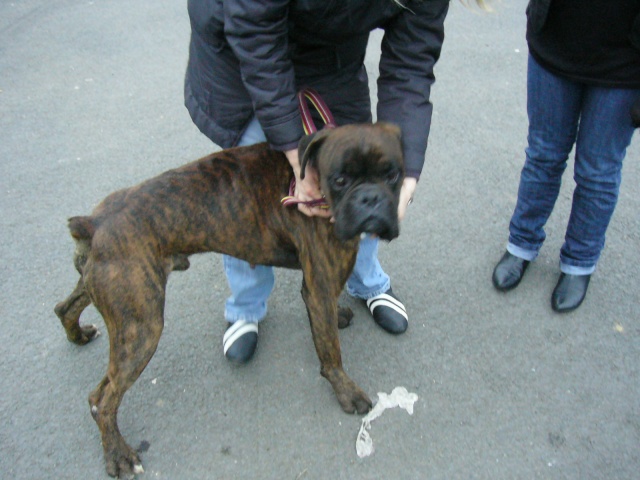 MALE BOXER BRINGE 3 ANS Refuge10