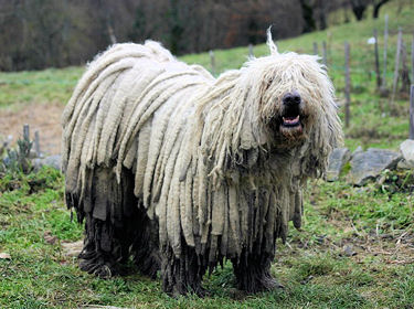 Tout Sur Les Chiens