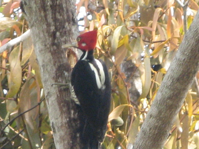 oiseau du Venezuela de Kia Lorette Img64510