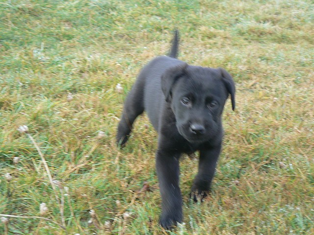 Petit bébé chien arrive dans le limousin !!!! Flash611