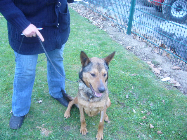 Chipie, x berger, 6 ans - Roubaix (59)> n'y croit plus P1060717