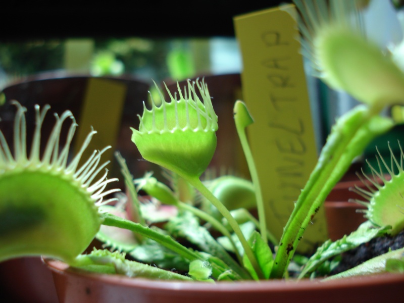 Dionaea "Trichterfall" Dsc01711
