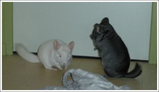 Les chinchillas de Jenna 1816