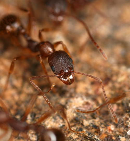 Aphaenogaster rudis Aphaen11